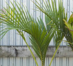 nikau