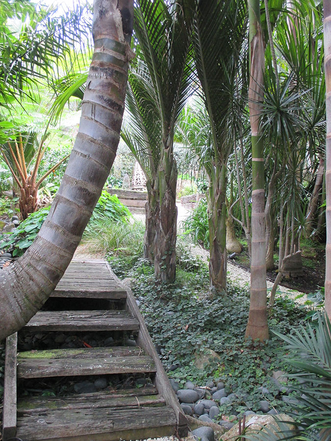 palm trees Palm Garden NZ