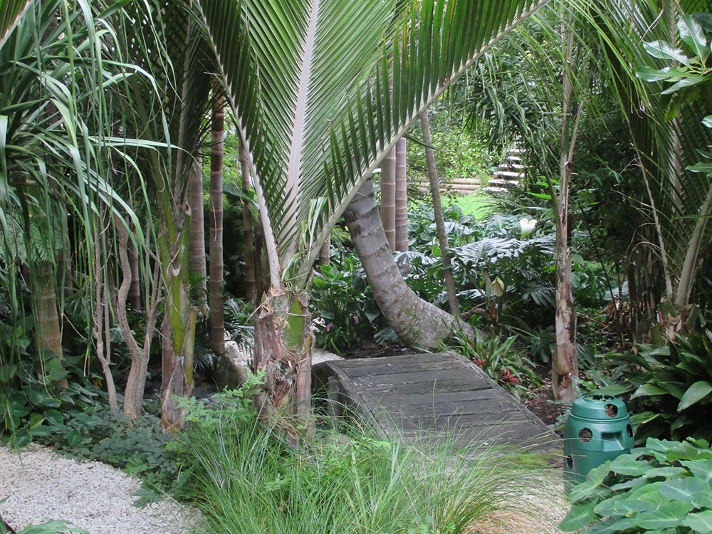Palm tress with a walkway