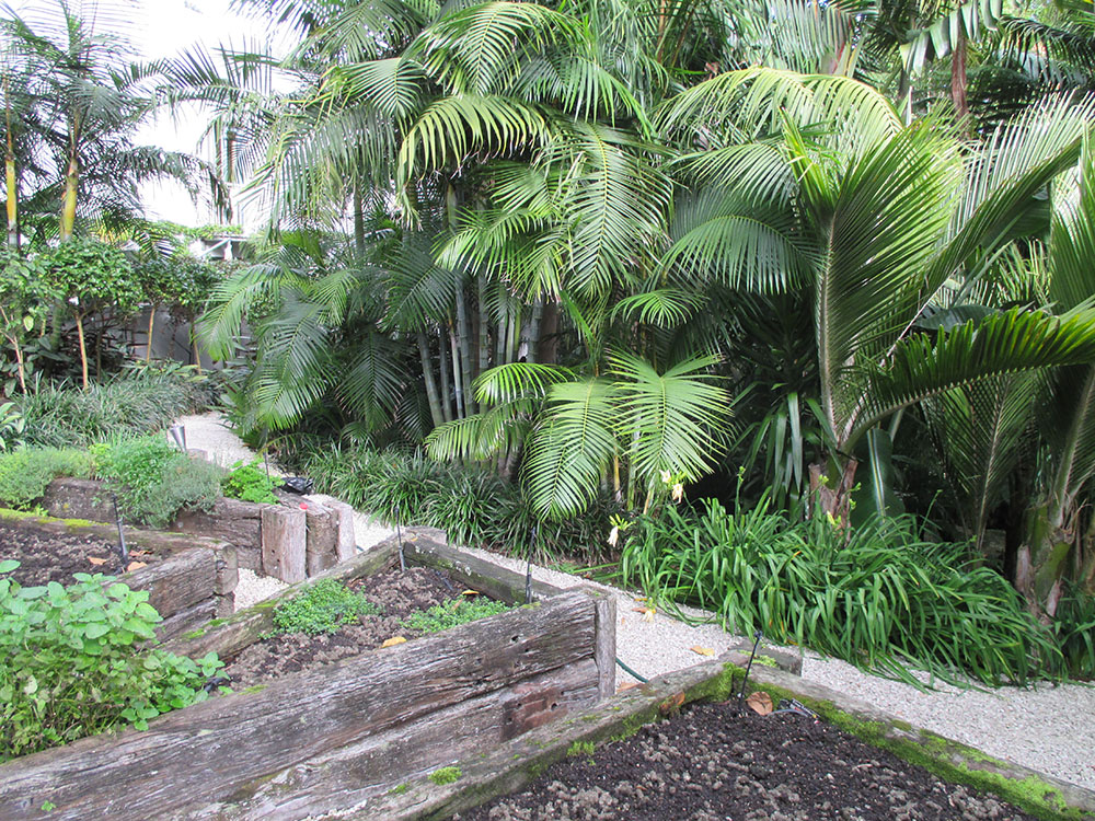 palms in back garden