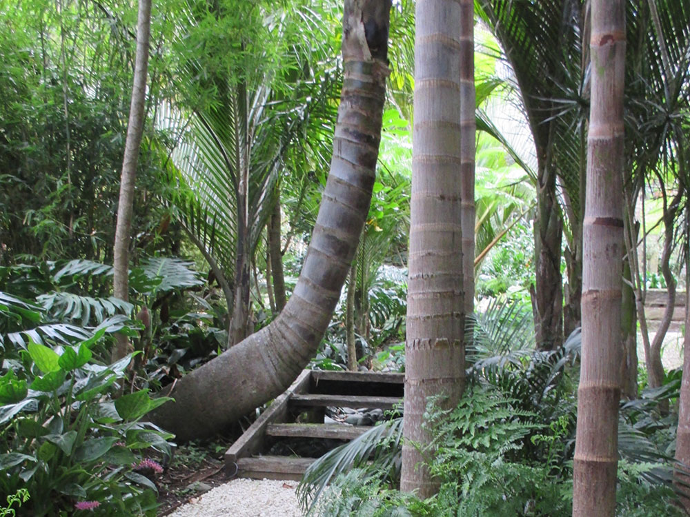 palms with steps and pathway