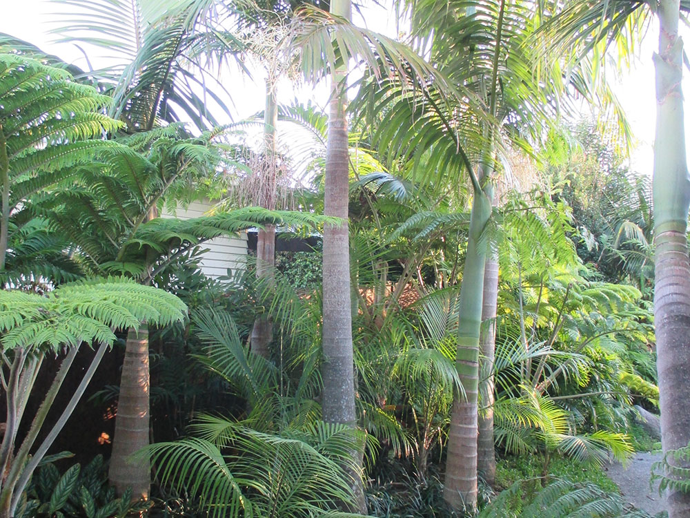 selection of palms