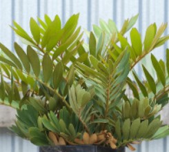 Century Plant - Palm