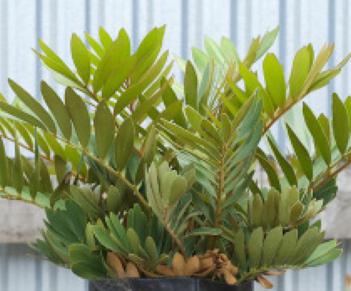 plant cardboard nz